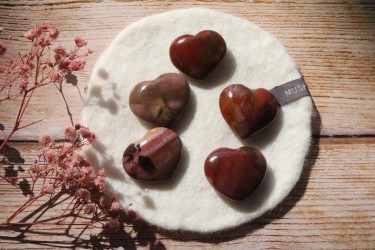 Coeur bois fossilisé